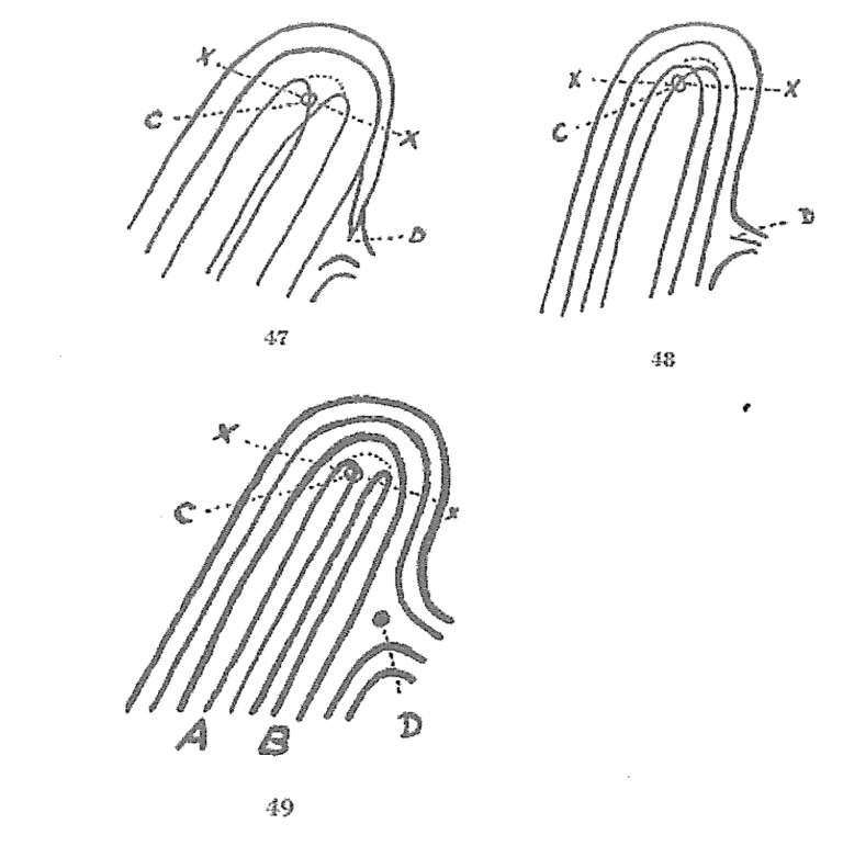 Diagram of fingerprint ridge patterns showing loop structure and delta points.